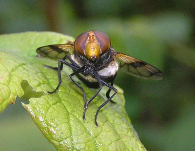Insekten Naturalium.de